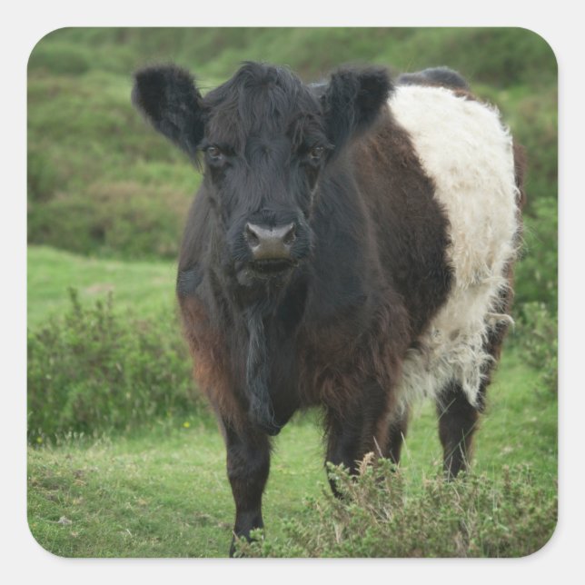 Adesivo Quadrado Vaca Galloway Belga (Frente)