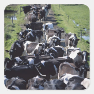 Adesivo Quadrado Vacas de leiteria de Fresian, esperando a ordenha,