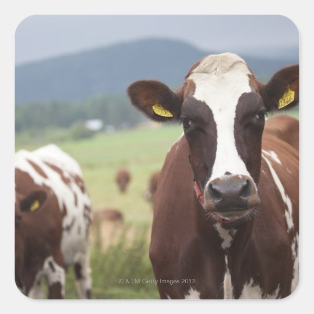 Adesivo Quadrado Vacas de pastagem (Frente)