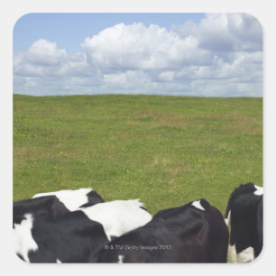 Adesivo Quadrado Vacas em um pasto