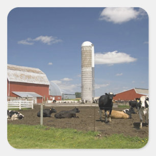 Adesivo Quadrado Vacas na frente de um celeiro vermelho e silo em u