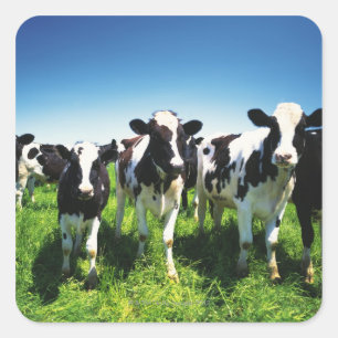 Adesivo Quadrado Vacas no campo, cidade de Betsukai, Hokkaido