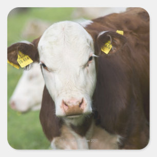 Adesivo Quadrado Vacas no pasto, fim-acima