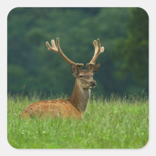 Adesivo Quadrado Veado de Barasingha