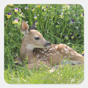 Adesivo Quadrado Veado de cauda branca (Odocoileus virginianus)