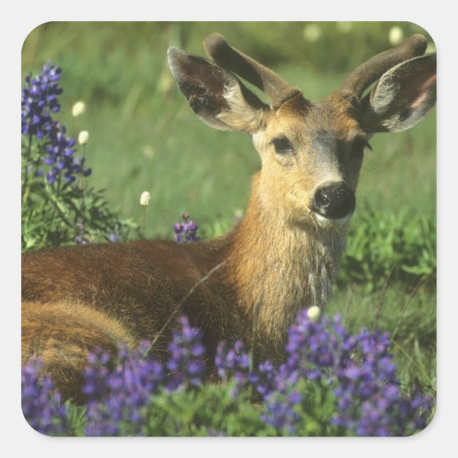 Adesivo Quadrado Veado-de-cauda-preta, Odocoileus hemionus (Frente)