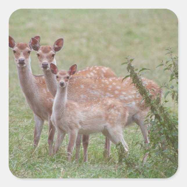 Adesivo Quadrado Veado Escondido com Fawn (Frente)