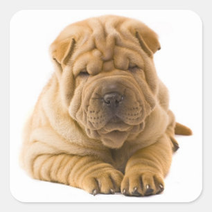 Adesivo Quadrado Vedante De Cachorro De Cachorro/Selo