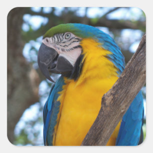 Adesivo Quadrado Verde amarelo e Macaw tropical azul