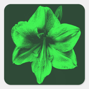 Adesivo Quadrado Verde Amaryllis