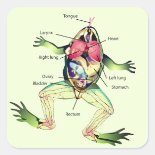 Adesivo Quadrado Verde da Anatomia do Sapo