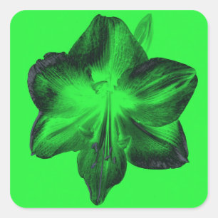 Adesivo Quadrado Verde Escuro sobre o Amaryllis Verde Claro