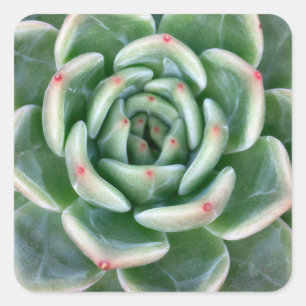 Adesivo Quadrado Vermelho verde Succulent derrubado