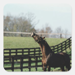 Adesivo Quadrado Vermont, EUA 2