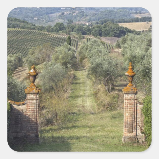 Adesivo Quadrado Vineyards, Toscana, Itália (Frente)