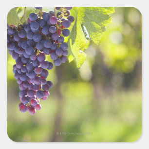 Adesivo Quadrado Vinha roxa