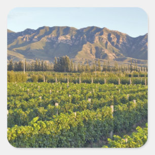 Adesivo Quadrado Vinhas de Cabernet Sauvignon em Huailai Rongchen 2