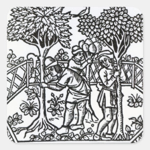 Adesivo Quadrado Vinhas Em Tensão