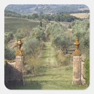 Adesivo Quadrado Vinhas, Toscana, Itália