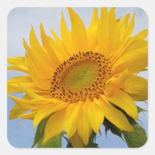 Adesivo Quadrado Vinheta Azul Floral Amarelo / Selo
