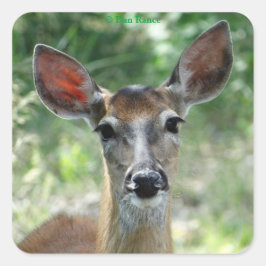 Adesivo Quadrado Vinheta-colante de cervo de cauda branca D33