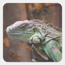Adesivo Quadrado Vinheta com lagarto Iguana colorido
