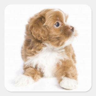Adesivo Quadrado Vinheta de Cachorro Branca e Cachorro