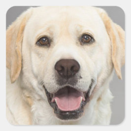 Adesivo Quadrado Vinheta de Cachorro de Labrador Amarelo Retriever