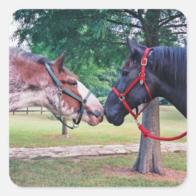 Adesivo Quadrado Vinheta de Cavalos de Rascunho (Frente)