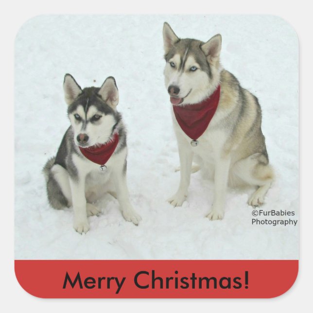 Adesivo Quadrado Vinheta de Natal Siberian Husky (Frente)