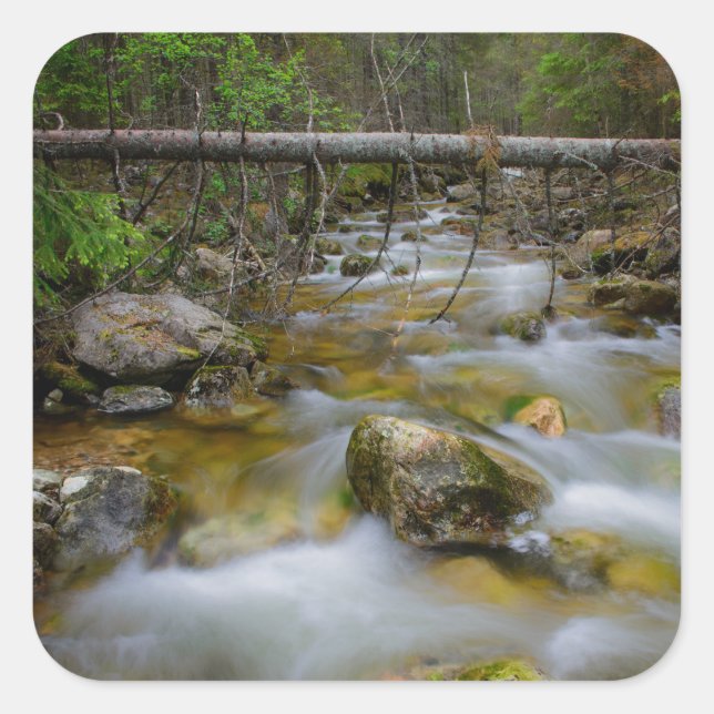 Adesivo Quadrado Vinheta de riachos da floresta Rocky (Frente)