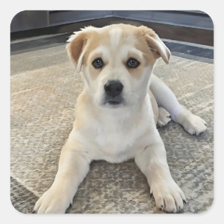 Adesivo Quadrado Vinheta de Sobrecarga da Cuppy Cuteness