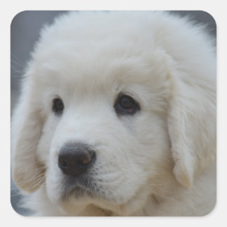 Adesivo Quadrado Vinheta de um Adorável Cachorro de Tatra Polonês