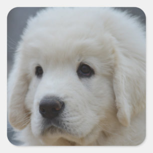 Adesivo Quadrado Vinheta de um Adorável Cachorro Polonês Tatra Sh