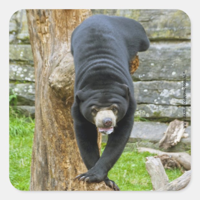 Adesivo Quadrado Vinheta de Urso Sol (Frente)