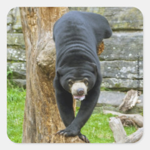 Adesivo Quadrado Vinheta de Urso Sol