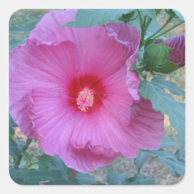 Adesivo Quadrado Vinheta do Flor do Hibiscus (Frente)