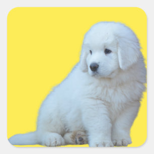 Adesivo Quadrado Vinheta-paposa de Sheepdog Tatra Polonês Adoráve