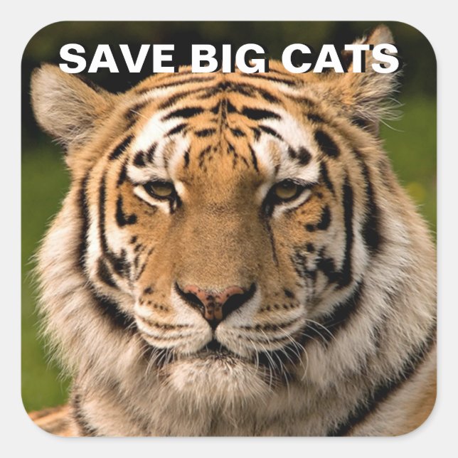 Adesivo Quadrado Vinheta Portrait Sumatran Tiger (Frente)