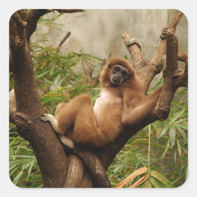 Adesivo Quadrado Vinheta quadrada de macaco (Frente)