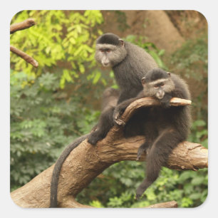 Adesivo Quadrado Vinheta quadrada de macaco