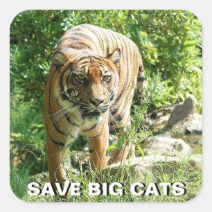 Adesivo Quadrado Vinheta Sumatran Tiger