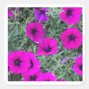 Adesivo Quadrado Vinheta-Vinheta Rosa Petunia