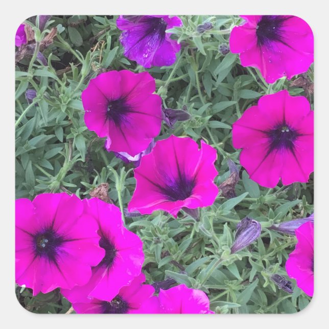 Adesivo Quadrado Vinheta-Vinheta Rosa Petunia (Frente)
