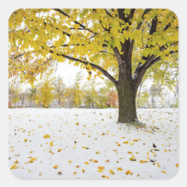 Adesivo Quadrado Vinhetas