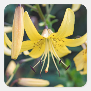 Adesivo Quadrado Vinhetas