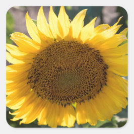 Adesivo Quadrado Vinhetas