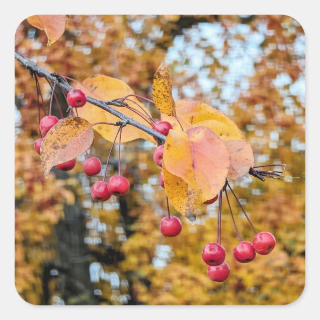 Adesivo Quadrado Vinhetas (Frente)