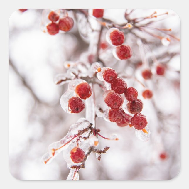 Adesivo Quadrado Vinhetas (Frente)