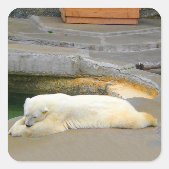 Adesivo Quadrado Vinhetas de Urso Polar (Frente)